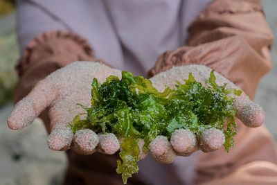 Close-up of hand holding leaf