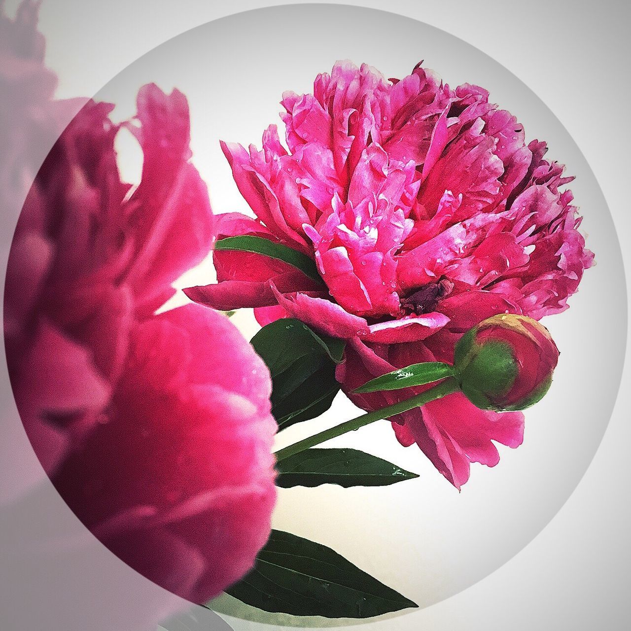 flower, freshness, white background, close-up, studio shot, fragility, red, petal, indoors, pink color, beauty in nature, flower head, leaf, still life, nature, rose - flower, single flower, single object, no people, growth