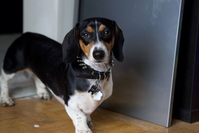 Portrait of dog sitting on floor at home