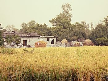 Plants growing on field
