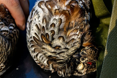 Close-up of a hand holding a bird