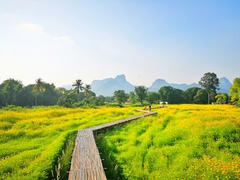 Boardwalk over field against sky