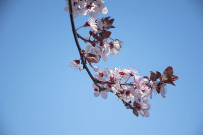 Low angle view of cherry blossoms against sky