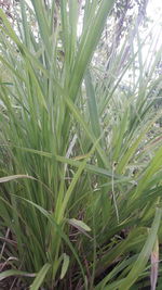 High angle view of grass growing on field