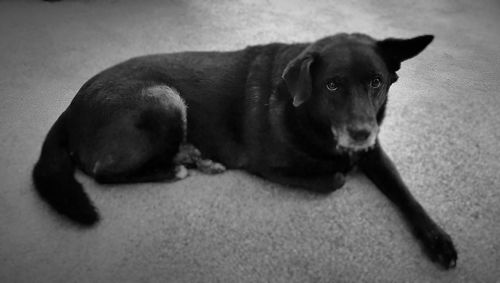 Close-up of dog resting