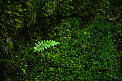 High angle view of fern amidst trees in forest