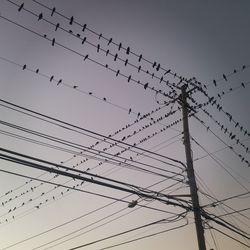 Low angle view of birds flying against clear sky