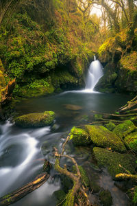 Scenic view of waterfall in forest