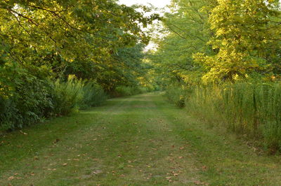 Scenic view of rural landscape