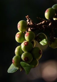 Close-up of apples on tree