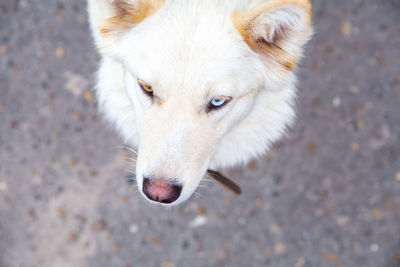 Portrait of a white dog with heterochromia close-up. eyes of different colors. day of dogs.