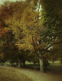 Trees growing on field