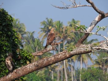 Low angle view of eagle perching on tree against sky