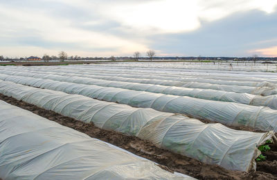 Tunnel rows of a potato plantation covered with a plastic film membrane. protecting from frost 