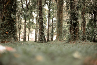 Trees in forest