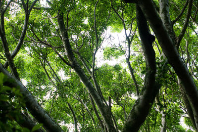 Low angle view of trees in forest