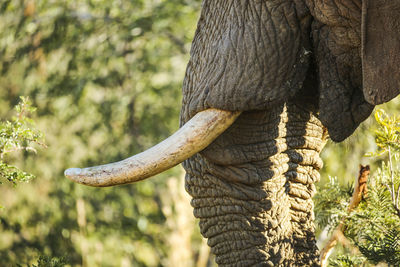 Close-up of elephant on tree trunk