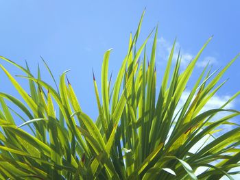 Low angle view of plant against blue sky