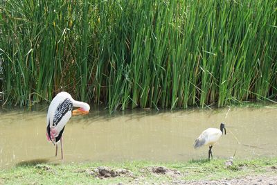 View of two birds in water