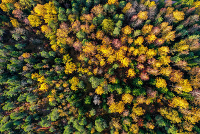 Drone view of vivid autumn colored forest in sunlight in espoo, finland