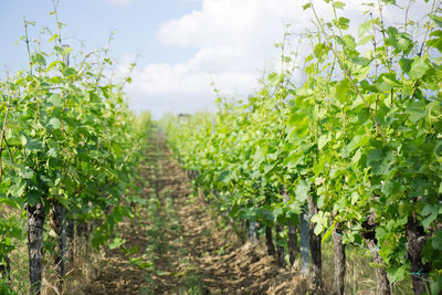 View of vineyard against sky