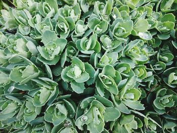 Full frame shot of succulent plants