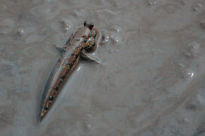 High angle view of lizard