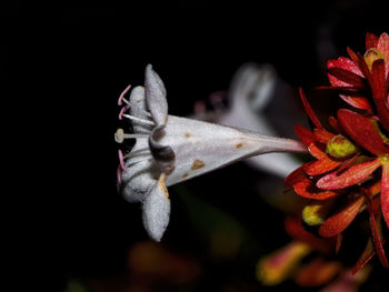 Close-up of red flowering plant against black background