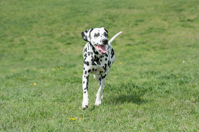 Portrait of dog on field