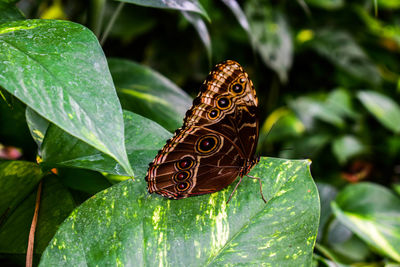 Close-up of butterfly on leaf