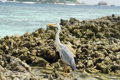 View of seagull on rock