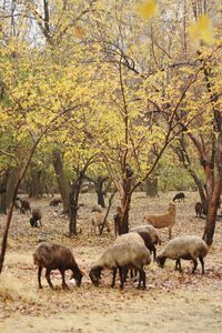 Deer in forest during autumn