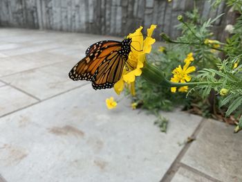 Close-up of butterfly pollinating on yellow flower