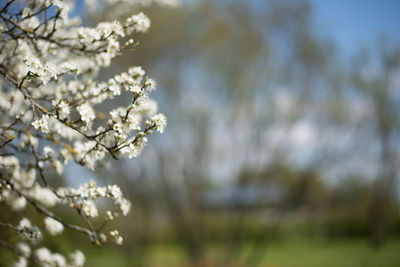 Low angle view of apple blossoms in spring