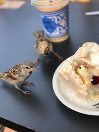 High angle view of sparrows by ice cream on table