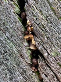 Close-up of mushroom on tree trunk