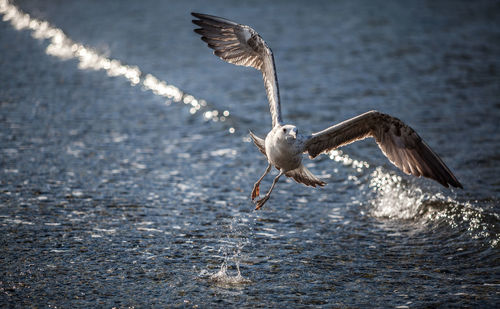 Seagull flying over a water