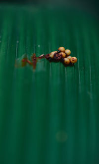 Close-up of crab in water