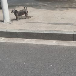 Dog on road