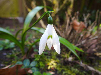 Close-up of white flowering plant