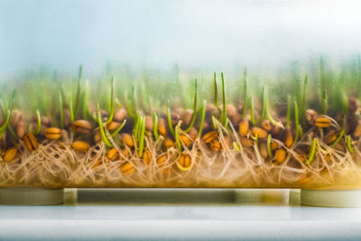 Close-up of plants