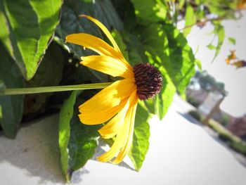 Close-up of yellow flower blooming outdoors