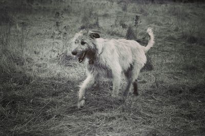 Horse on field