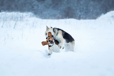 Dog playing on snow covered land