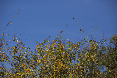 Low angle view of flowering plants against clear blue sky