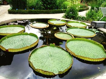 Lotus leaves floating in pond