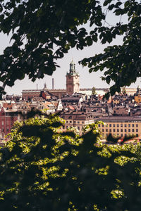 Trees and buildings in city