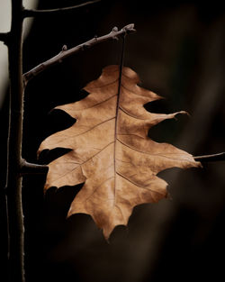 Close-up of dried leaves