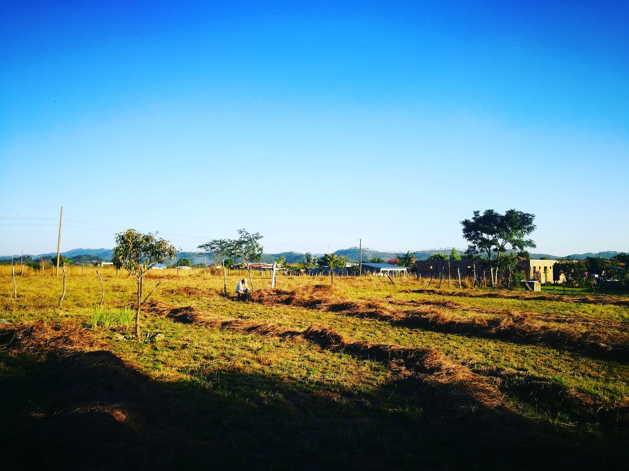 clear sky, copy space, blue, rural scene, tree, tranquility, tranquil scene, growth, nature, agriculture, scenics, farm, no people, beauty in nature, sky, field, landscape, day, sunlight, outdoors