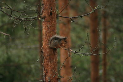 Close-up of squirrel perching on tree in forest